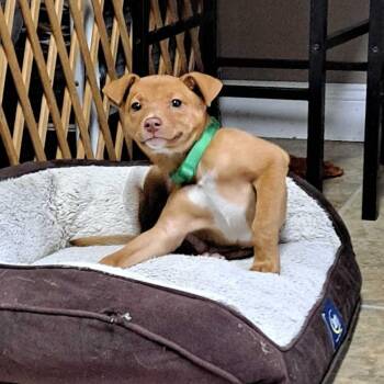 Mixed Breed Dogs Available for Adoption in Glenfield, New York - Moe | PetCurious
