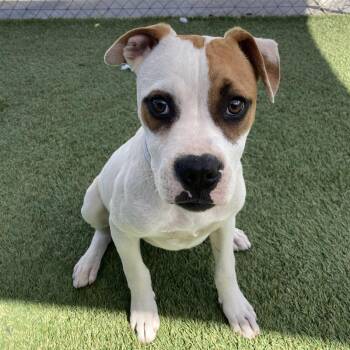 American Bulldog Dogs Available for Adoption - Marigold | PetCurious