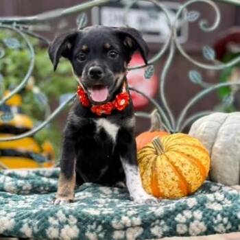 Dolly -  Labrador Retriever Dog for Adoption in Fairfield, Connecticut - Dolly | PetCurious