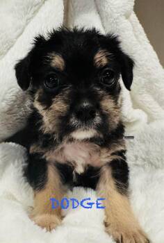 Terrier and Pug Dogs Available for Adoption - Dodge | PetCurious