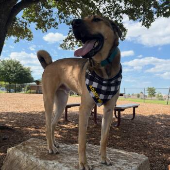 Tommy -  Shar Pei Dog for Adoption in Buda, Texas - Tommy | PetCurious