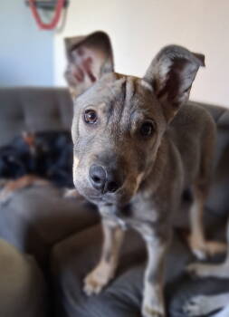 Rescue Shepherd Dogs for Adoption in Salt Lake City, Utah - Hekili | PetCurious