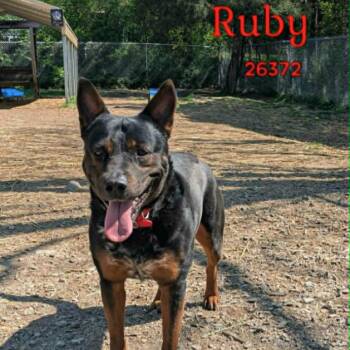 Ruby -  Australian Cattle Dog Blue Heeler and Rottweiler Dog for Adoption in Oak Ridge, Tennessee - Ruby | PetCurious