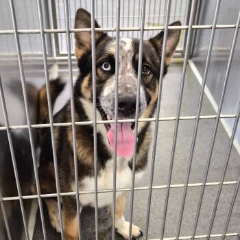 Bogo -  Husky Dog for Adoption in Montgomery, Alabama - Bogo | PetCurious