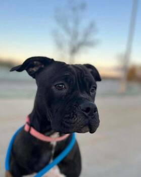 Rescue American Bulldog Dogs for Adoption in Georgina, Ontario - MacChiato | PetCurious