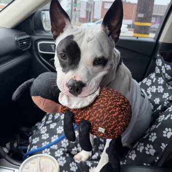 American Bulldog and Pit Bull Terrier Dogs Available for Adoption in Torrance, California - Rascal | PetCurious