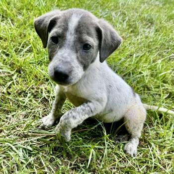 Greer -  Australian Cattle Dog Blue Heeler and Labrador Retriever Dog for Adoption in Longview, Texas - Greer | PetCurious