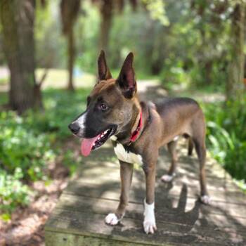 Dojo -  Shepherd and Mixed Breed Dog for Adoption in Port Charlotte, Florida - Dojo | PetCurious