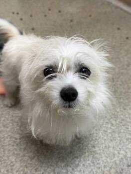 Maltese and Chihuahua Dogs Available for Adoption in Key West, Florida - Mishka | PetCurious