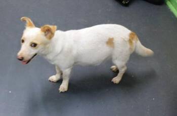 Lilly -  Cattle Dog and Mixed Breed Dog for Adoption in Picayune, Mississippi - Lilly | PetCurious