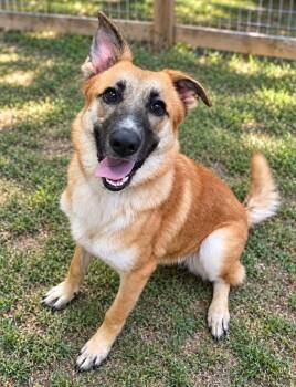 Francine -  Shepherd Dog for Adoption in Brownwood, Texas - Francine | PetCurious
