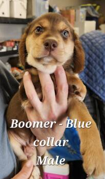Boomer -  Hound Dog for Adoption in Cushing, Oklahoma - Boomer | PetCurious