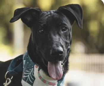 Roscoe -  Mountain Dog Dog for Adoption in San Ramon, California - Roscoe | PetCurious