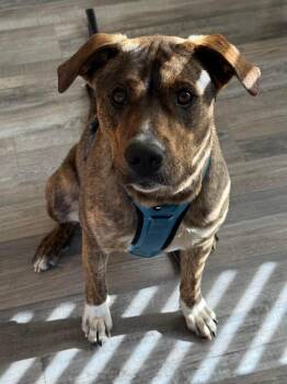Mountain Cur and Mixed Breed Dogs Available for Adoption in Savage, Minnesota - Harry | PetCurious