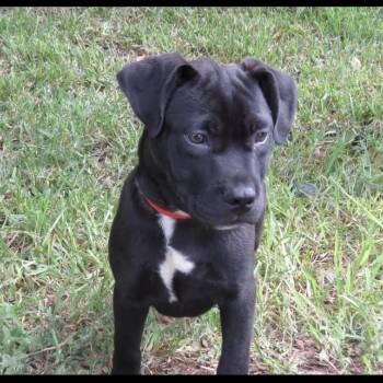Ulani -  Pit Bull Terrier and Mixed Breed Dog for Adoption in Lake Jackson, Texas - Ulani | PetCurious