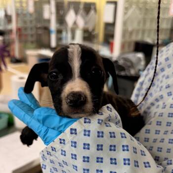 Mixed Breed Dogs Available for Adoption - Charleston | PetCurious