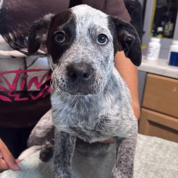 Australian Cattle Dog Blue Heeler and Australian Shepherd Dogs Available for Adoption in Tampa, Florida - Eye Patch | PetCurious