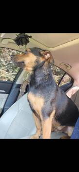 Rescue Chiweenie Dogs for Adoption in Tylertown, Mississippi - Gunner | PetCurious