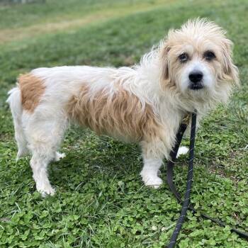 Rescue Mixed Breed Dogs for Adoption in Batavia, Ohio - Cruella | PetCurious