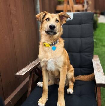 Rescue German Shepherd Dog Dogs for Adoption in Los Angeles, California - Rickles | PetCurious