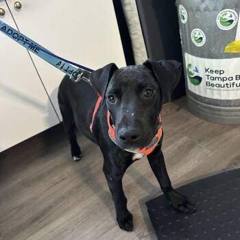 Black Labrador Retriever Dogs Available for Adoption in Tampa, Florida - Rainier | PetCurious