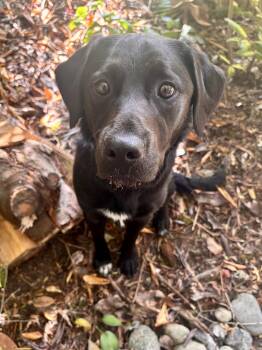 Breia - Recent Training Graduate Needs Foster or Forever Home -  Black Labrador Retriever and Border Collie Dog for Adoption in Kirkland, Washington - Breia - Recent Training Graduate Needs Foster Or Forever Home | PetCurious