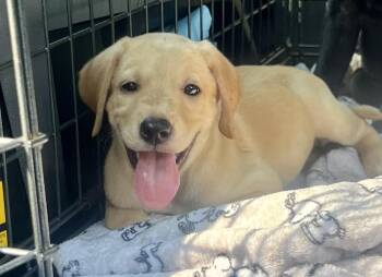 Sierra-ADOPTION PENDING -  Mixed Breed Dog for Adoption in Mount Pleasant, South Carolina - Sierra-ADOPTION PENDING | PetCurious