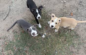 Rescue American Staffordshire Terrier Dogs for Adoption in Dallas, Texas - Kai | PetCurious