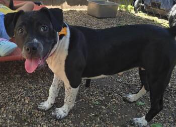 Pit Bull Terrier Dogs Available for Adoption in Minneapolis, Minnesota - Rosie (fka Olive) | PetCurious