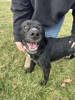 Cane Corso and Labrador Retriever Dogs Available for Adoption - Chet | PetCurious