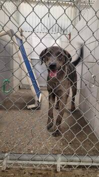 Bandit -  Catahoula Leopard Dog and Mixed Breed Dog for Adoption in Rock Springs, Wyoming - Bandit | PetCurious