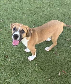 Labrador Retriever and American Bulldog Dogs Available for Adoption in Daphne, Alabama - Remedy | PetCurious