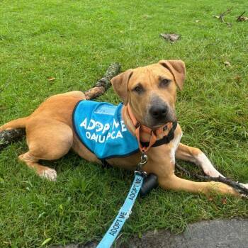 Barkley -  Mixed Breed Dog for Adoption in Wahiawa, Hawaii - Barkley | PetCurious