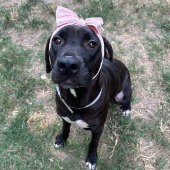 Jenni -  Labrador Retriever Dog for Adoption in Houston, Texas - Jenni | PetCurious
