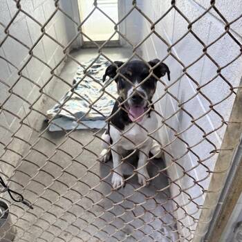 Mr. Twister -  Mixed Breed Dog for Adoption in Summerville, South Carolina - Mr. Twister | PetCurious