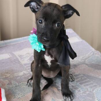 Pistol -  Cairn Terrier and Chihuahua Dog for Adoption in Bandera, Texas - Pistol | PetCurious