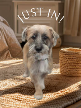 Rescue Terrier Dogs for Adoption in Plymouth, Michigan - Momma 1352 | PetCurious