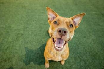 Rescue Pit Bull Terrier and Mixed Breed Dogs for Adoption in Orlando, Florida - MENINAS | PetCurious