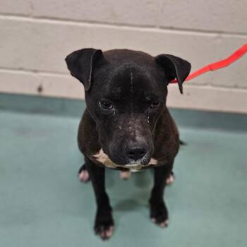 David Ruffin -  Mixed Breed Dog for Adoption in Memphis, Tennessee - David Ruffin | PetCurious