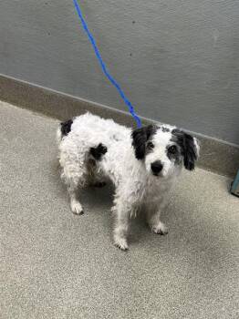 BAXTER -  Poodle and Mixed Breed Dog for Adoption in Las Vegas, Nevada - BAXTER | PetCurious