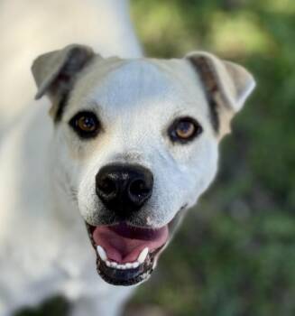 Rescue Beagle and Boxer Dogs for Adoption in Hondo, Texas - Titus - Little Ears And A BIG Heart! Such A Good Boy! | PetCurious
