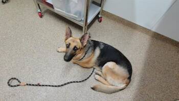 DONNA -  German Shepherd Dog and Mixed Breed Dog for Adoption in Albuquerque, New Mexico - DONNA | PetCurious