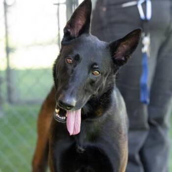 Rescue Belgian Shepherd Malinois Dogs for Adoption in Duxbury, Massachusetts - DJANGO | PetCurious