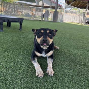 Cattle Dog and Mixed Breed Dogs Available for Adoption in Vancouver, Washington - Pork | PetCurious