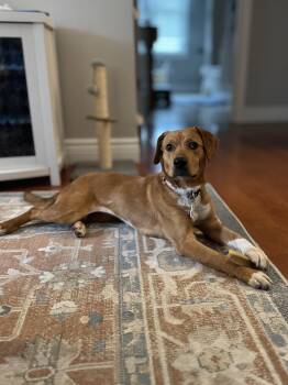 Toodles -  Beagle and Australian Cattle Dog Blue Heeler Dog for Adoption in Murphysboro, Illinois - Toodles | PetCurious