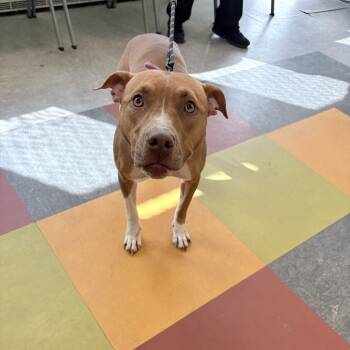 Rescue Mixed Breed Dogs for Adoption in Philadelphia, Pennsylvania - Sandy | PetCurious