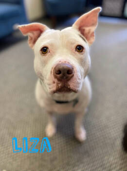 Rescue Pit Bull Terrier Dogs for Adoption in Seagoville, Texas - Liza | PetCurious