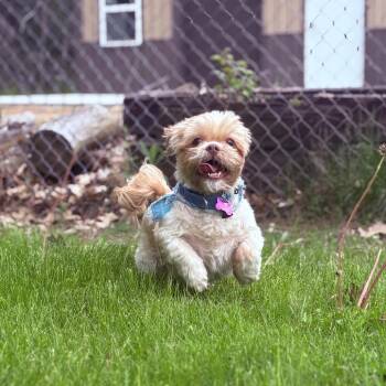 Shih Tzu Dogs Available for Adoption in Fenton, Michigan - Kriezer  | PetCurious