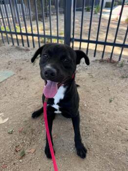Ollie -  Labrador Retriever Dog for Adoption in San Diego, California - Ollie | PetCurious