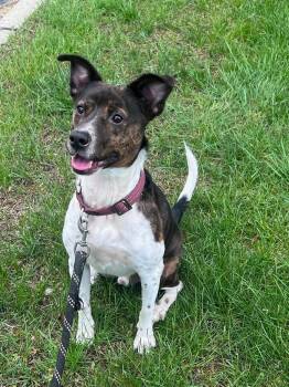 Coquito (Foster or Adopter Needed) -  Terrier and Pointer Dog for Adoption in Westwood, New Jersey - Coquito (Foster Or Adopter Needed) | PetCurious